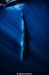 fin whale submerging near lampedusa island by Claudio Palmisano 